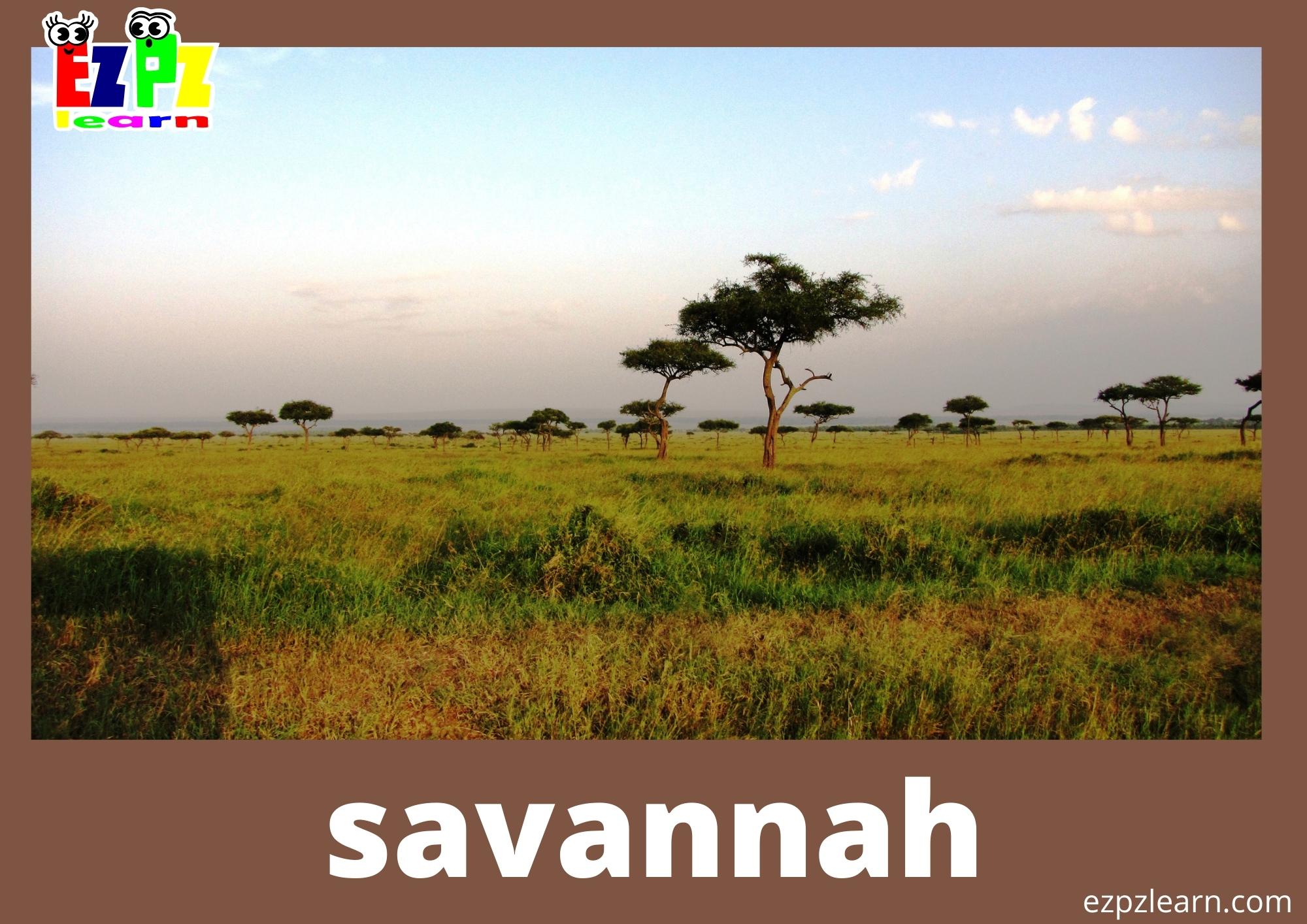 savannah